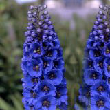 (OC) Delphinium Assorted 6 Bunches For Delivery to Wake_Forest, North_Carolina