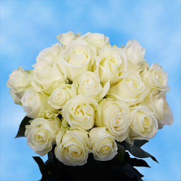 Best Big White Roses | GlobalRose