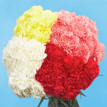 color tones for all assorted colors of carnations may vary due to the computer monitor andor mother nature - Carnation Flower Colors color tones for all assorted colors of carnations may vary due to the computer monitor andor mother nature - Carnation Flower Colors
