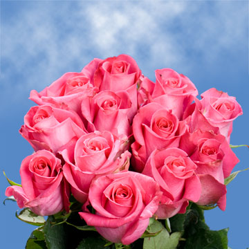 Best Deep Pink Roses | GlobalRose