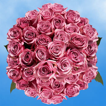 Rose Sh Lavender (QB) [Include Flower Food] (OM)