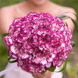 (BDx20) Purple Carnations 6 Bridesmaids Bqts For Delivery to Louisiana