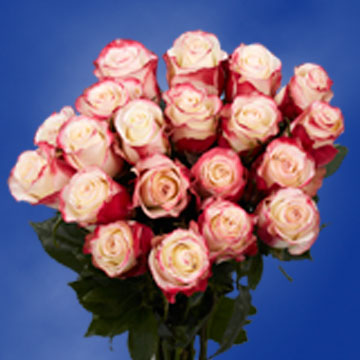 Best White Roses with Red Tips Online | Global Rose