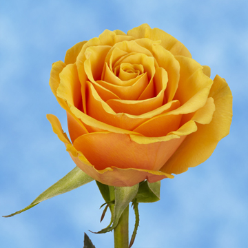 Yellow Rose for Texas Update 2 11 20 Ur is Done Best-yellow-roses-globalrose-2