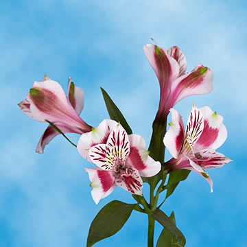 Best flower deals online