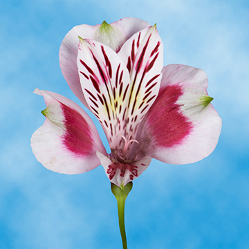 30 Bicolor Alstroemeria Flower