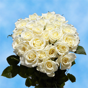 24 White Roses Free Delivery