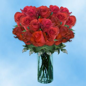 Blood Red Roses Long Stem Send Live Roses Online | GlobalRose