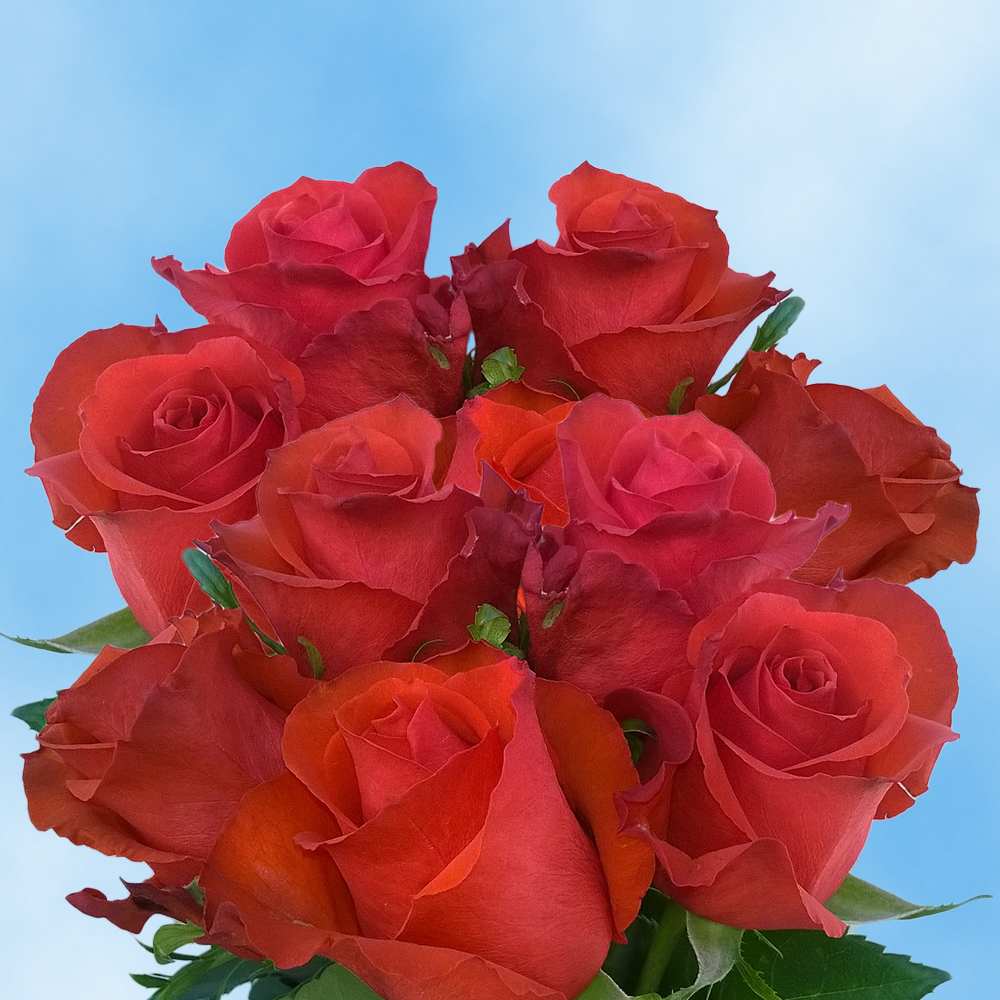 blood red roses