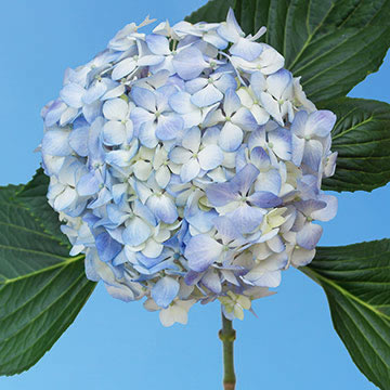 Blue Hydrangeas For Sale Express Flower Delivery | GlobalRose