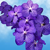 (HB) Orchids Blue Vanda 80 For Delivery to New_York