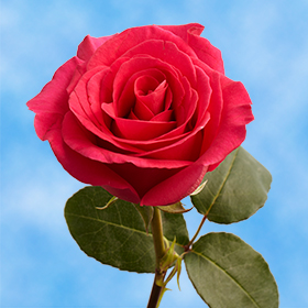 24 Fresh Cut Hot Pink Roses