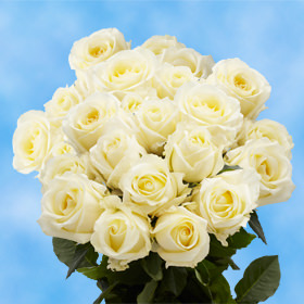 Roses by the Dozen No Hidden Cost | GlobalRose