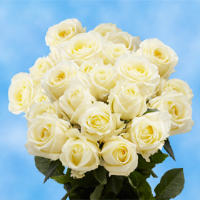 12 Ivory Roses Free Delivery