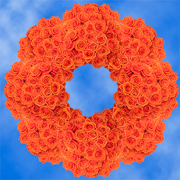 Bright Orange Roses