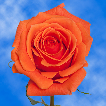 Global rose coupon code