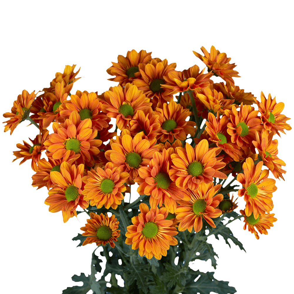 Poms Daisy Bronze 2 (OC) [Include Flower Food] (OM) For Delivery to Florida