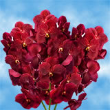 (HB) Orchids Red Vanda 90 For Delivery to New_York