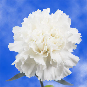 roses meaning of white GlobalRose White  Carnations Bulk