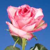 (HB) Rose Long Vogue For Delivery to Narragansett, Rhode_Island
