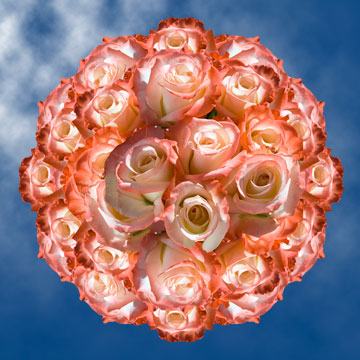 100 Cream With Pink Roses