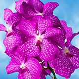 (HB) Orchids Hot Pink Vanda 80 For Delivery to California