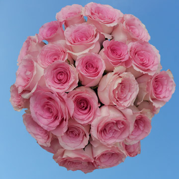 Light Pink Champagne Mandala Roses For Globalrose Color Tones For All Flowers And Roses May Vary Due To The Computer Monitor Or Mother Nature