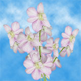Orchids Lovely Sherbet 80 (QB) For Delivery to Oklahoma_City, Oklahoma