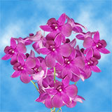 Orchids Maroon 90 (HB) For Delivery to Peoria, Illinois