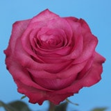 Roses Red Bi Color More Varieties Globalrose Lola Rose Hot Pink