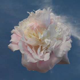 Peony Light Pink Peonies Globalrose Peony Color Tones For All Light Pink