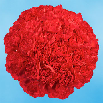 Carn Std Red (QB) [Include Flower Food] (OM)