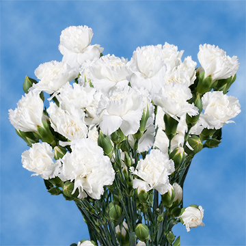 Buy White Spray Carnations Bridal Flowers Online - 