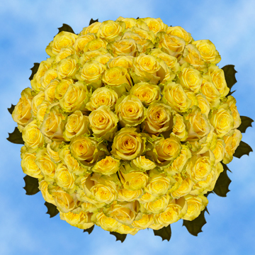 250 Fresh Cut Yellow Roses