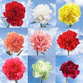 300 Carnations Pick a Color