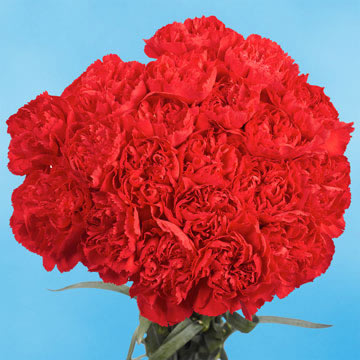 Carnations 100 Flowe