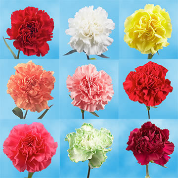 color tones for all choose your quantity of carnations may vary due to the computer monitor andor mother nature - Carnation Flower Colors color tones for all choose your quantity of carnations may vary due to the computer monitor andor mother nature - Carnation Flower Colors