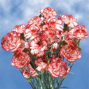 red carnations