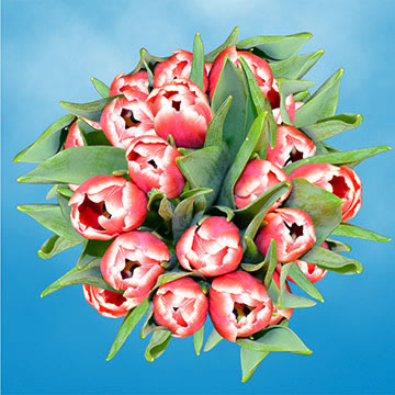 Qty of Red and White Tulips