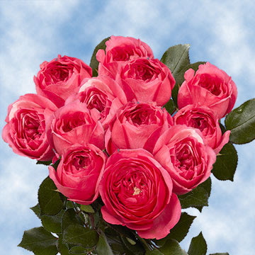 Dark Pink Garden Roses | GlobalRose