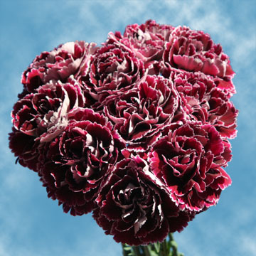 dark red white outer