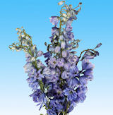 Delphinium Flowers