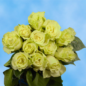 12 Green Roses Free Delivery