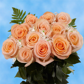 12 Peach Roses with Fillers