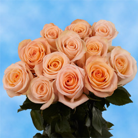 12 Peach Roses Free Delivery