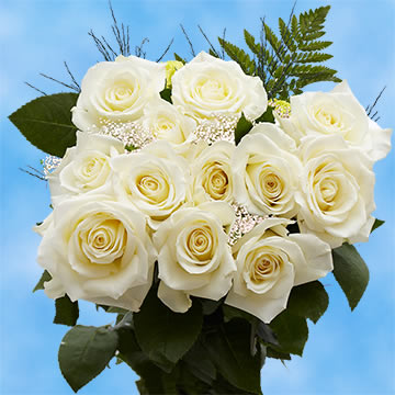 Dozen Roses Ivory | GlobalRose