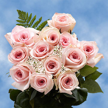 Dozen Roses Pink | GlobalRose