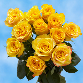Download Dozen Yellow Roses Free Valentine's Day Delivery | GlobalRose