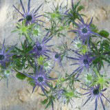 Eryngium Flowers