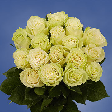 Rose Sh Green (OC) [Include Flower Food] (OM)